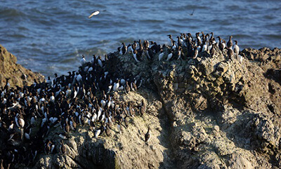 A colony of birds crowding a rocky coast